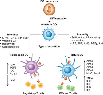 Induction of Tolerance and Immunity by Frontiers | Immunological Tolerance